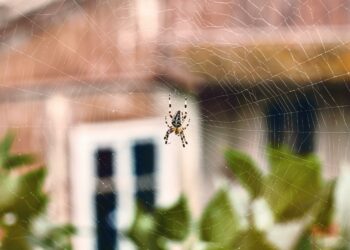 Côte d’Or : une mygale vivante découverte dans un colis postal