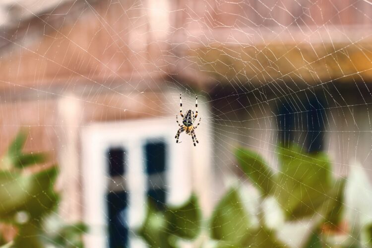 Côte d’Or : une mygale vivante découverte dans un colis postal Côte d’Or : une mygale vivante découverte dans un colis postal