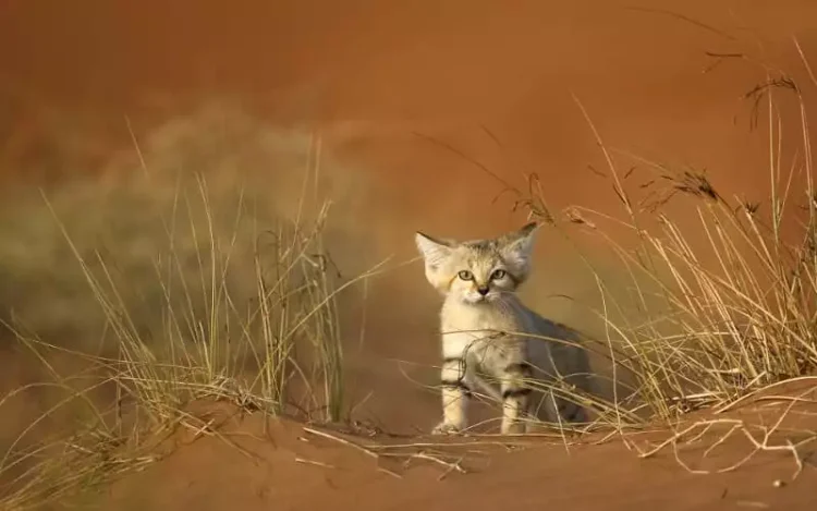 Vague de chaleur au Maroc (47 degrés) Vague de chaleur au Maroc (47 degrés)