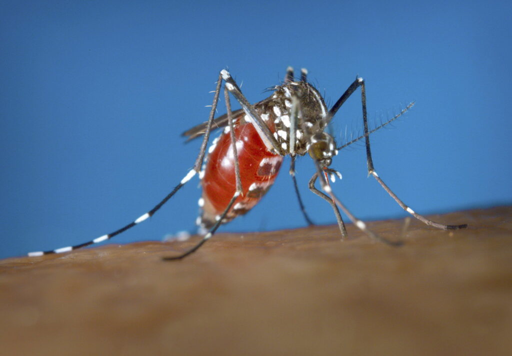 Premier cas autochtone de dengue : «Les moustiques tigres émergent de plus en plus tôt dans l’année» Premier cas autochtone de dengue : «Les moustiques tigres émergent de plus en plus tôt dans l’année»