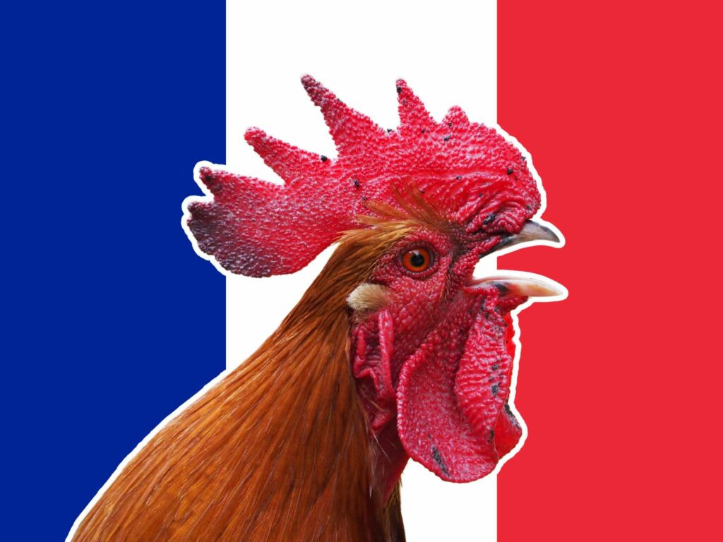La surprenante origine du coq, emblème de la France : une histoire méconnue à découvrir