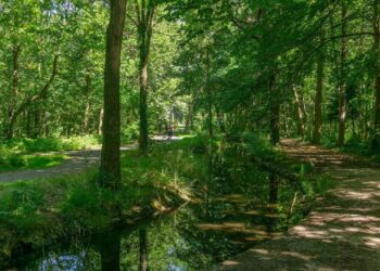 Le mystère du corps enterré au bois de Boulogne à Paris: il s’agit bien de celui d’une étudiante