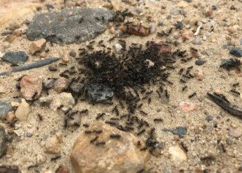 Une invasion sans précédent : comment cette ville tente de stopper la propagation des insectes