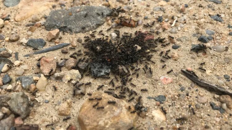 Une invasion sans précédent : comment cette ville tente de stopper la propagation des insectes Une invasion sans précédent : comment cette ville tente de stopper la propagation des insectes