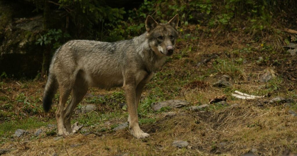 Les loups en France : une population stable, mais des attaques en augmentation !