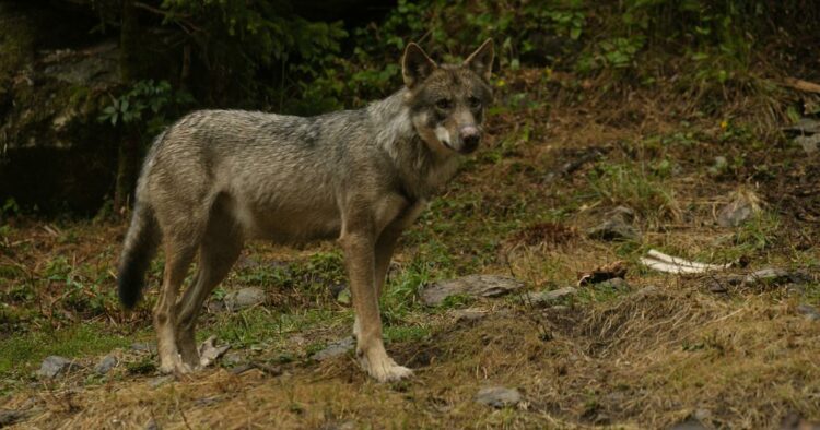Les loups en France : une population stable, mais des attaques en augmentation ! Les loups en France : une population stable, mais des attaques en augmentation !
