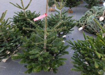 Noël à Nice : Découvrez où recycler votre sapin au lieu de le jeter dans la rue !