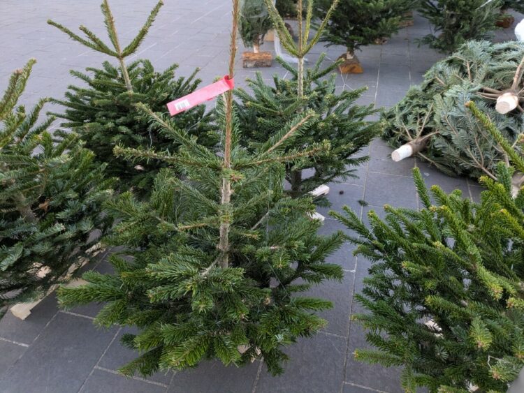 Noël à Nice : Découvrez où recycler votre sapin au lieu de le jeter dans la rue ! Noël à Nice : Découvrez où recycler votre sapin au lieu de le jeter dans la rue !
