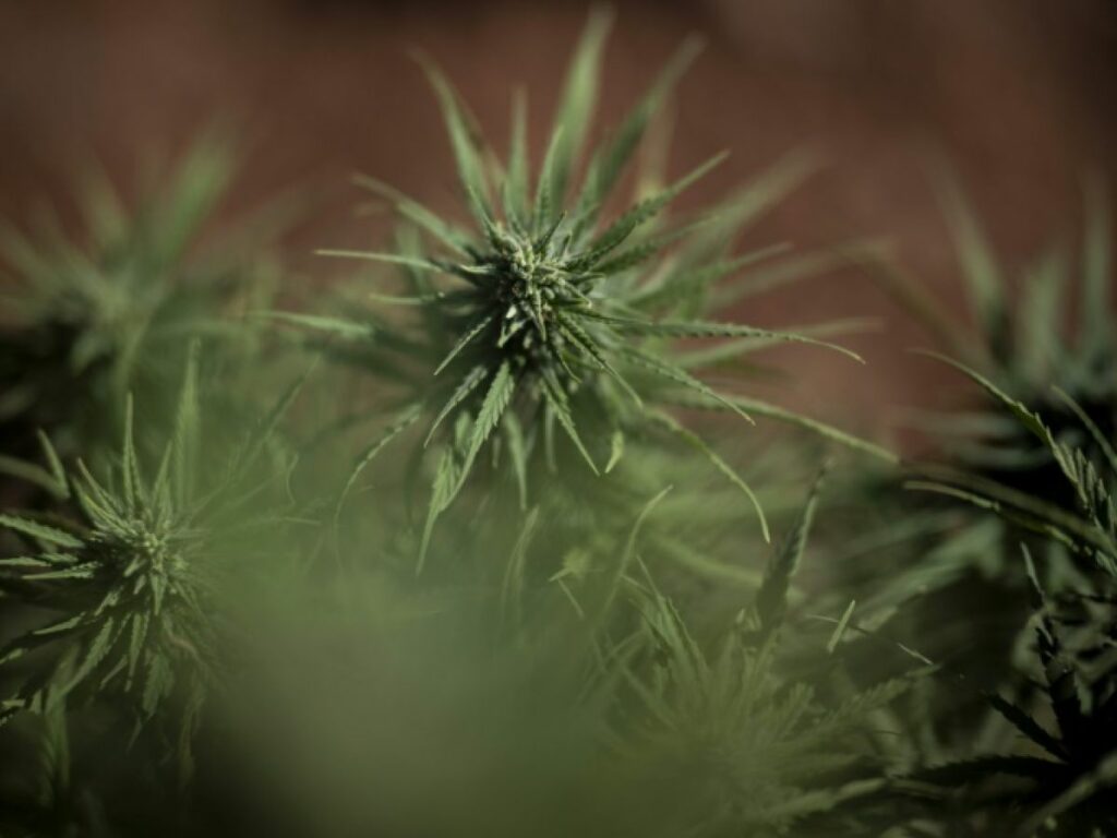 L’avenir du cannabis médical en France : entre incertitudes et espoirs !