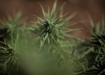 L’avenir du cannabis médical en France : entre incertitudes et espoirs !