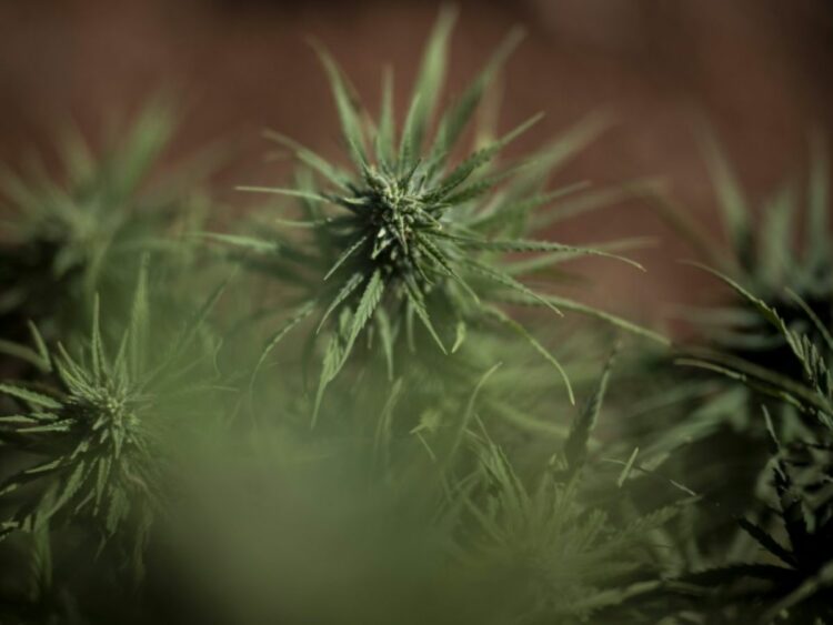 L’avenir du cannabis médical en France : entre incertitudes et espoirs ! L’avenir du cannabis médical en France : entre incertitudes et espoirs !