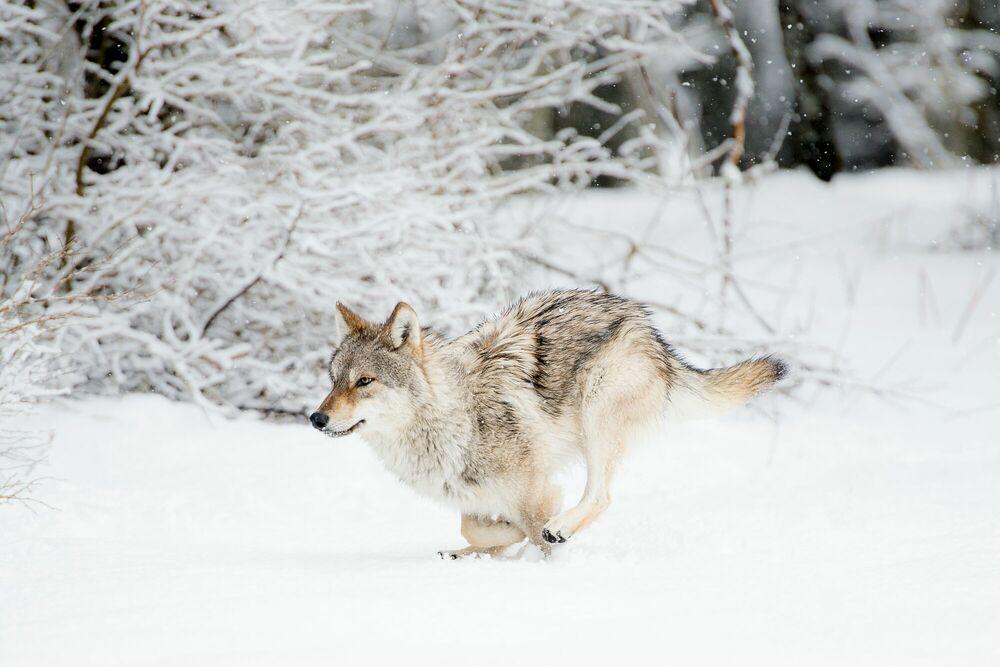 Impact des loups sur l'écosystème français