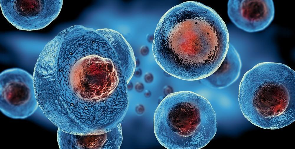 La thérapie cellulaire : un domaine en pleine croissance
