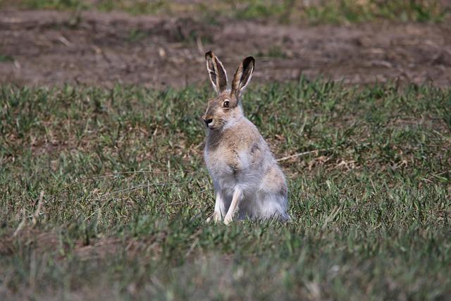 Dans les pas de deux : un lapin et un chien animent la Promenade des Anglais