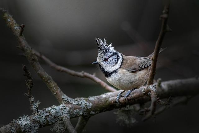 Mésange : Une Fusée-Sonde au Service de la Recherche Spatiale