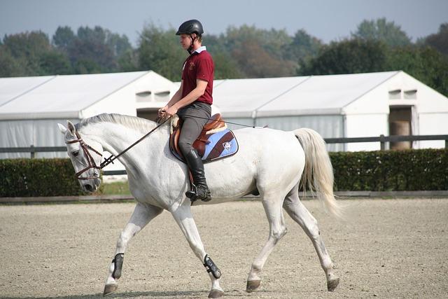 sculpturer‌ l'équilibre :⁢ les ‍nouvelles ⁣techniques ​de dressage à ⁣Bordeaux