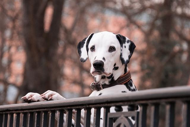 tendances et besoins des propriétaires de chiens en Île-de-France : une étude révélatrice