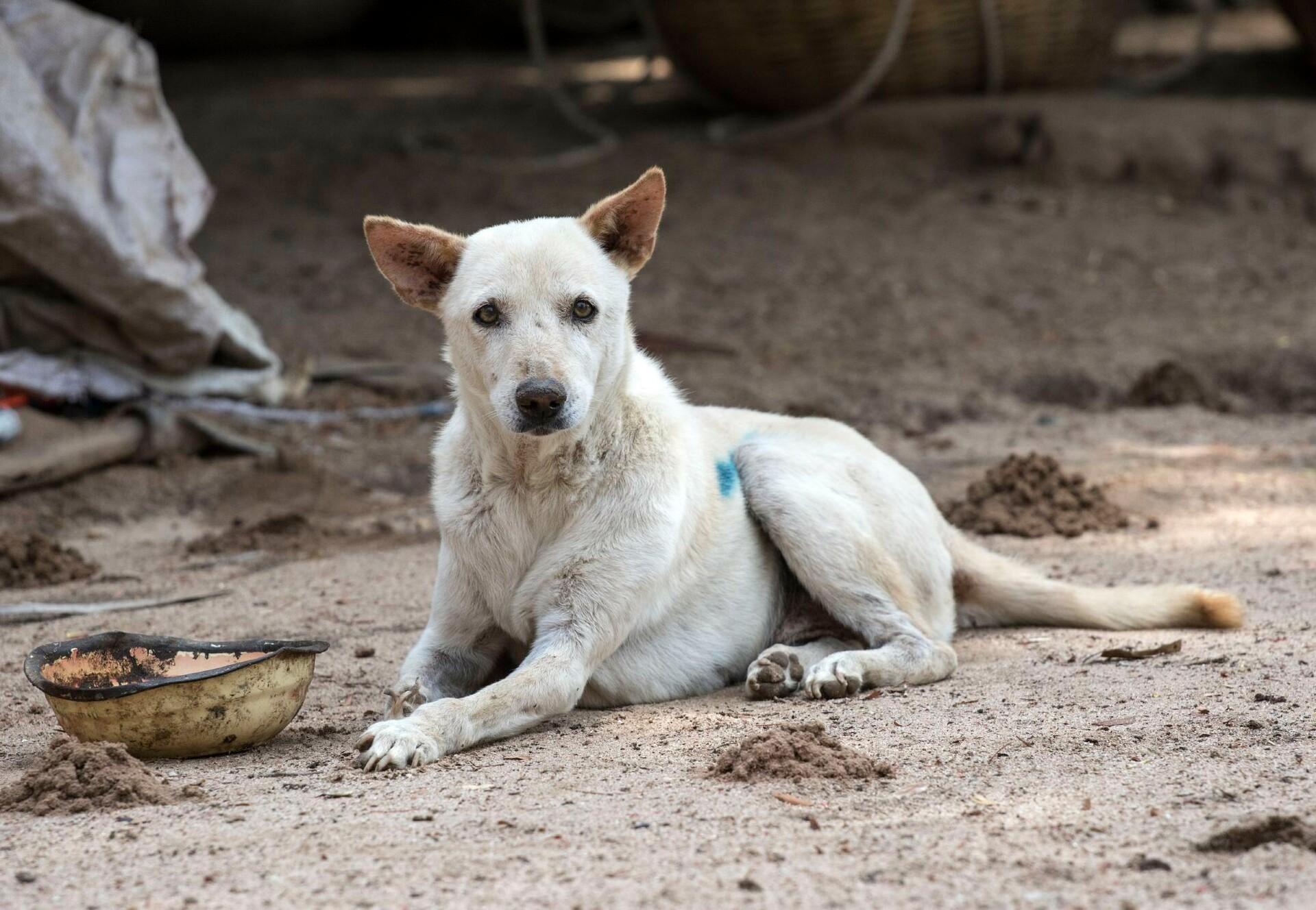 Vers une gestion ⁤humaine des populations canines