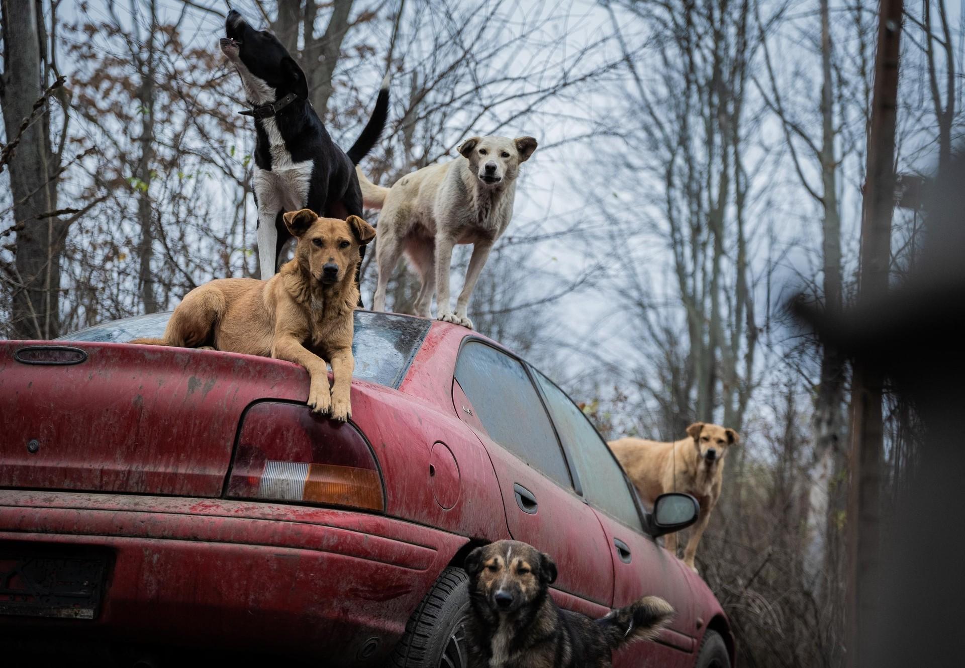 Les chiens errants de⁢ Gizeh : un phénomène social à​ connaître