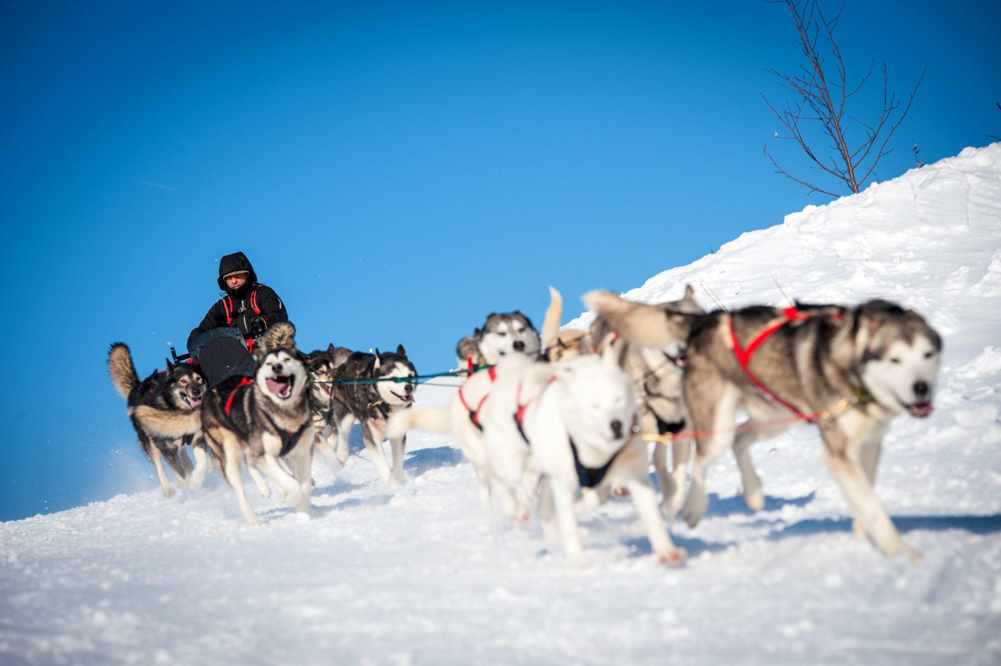 Découverte des balades en chiens de traîneau à la Barre-de-Monts