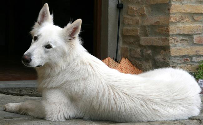 Analyse des thèmes abordés dans Chien blanc