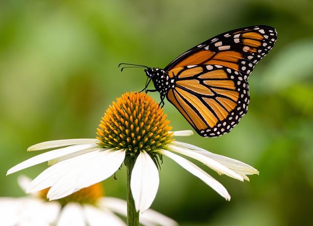 La dualité des transformations : Entre modernité et dégradation