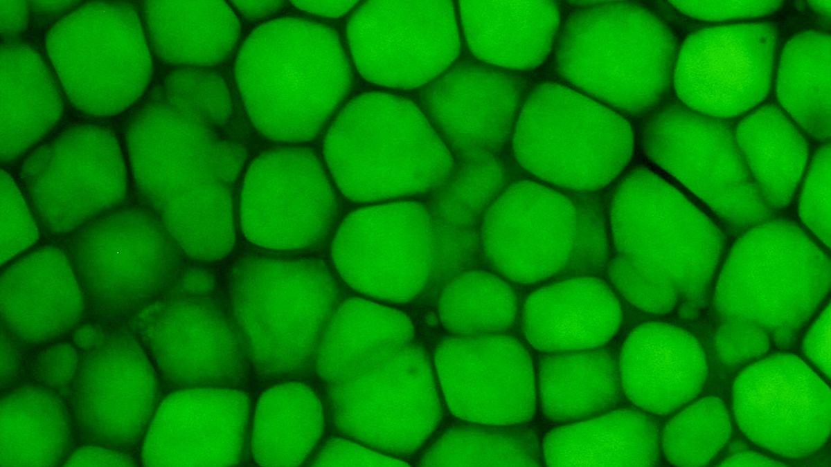 Lipochondrocytes : Une Révolution dans la Compréhension de la Cartilage