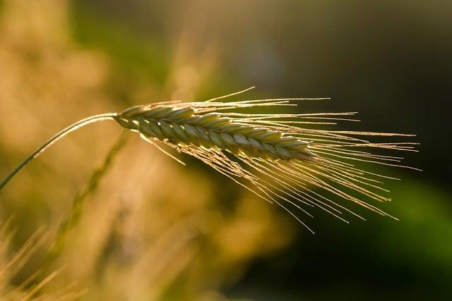 Vers une agriculture durable : comment la tech transforme nos pratiques agricoles