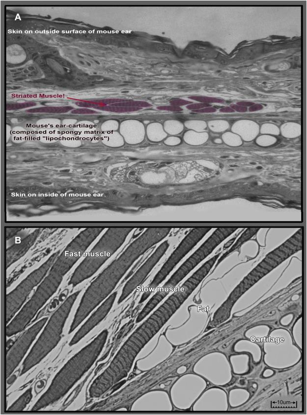 Défis et Perspectives dans lÉtude des Lipochondrocytes en Médecine Régénérative