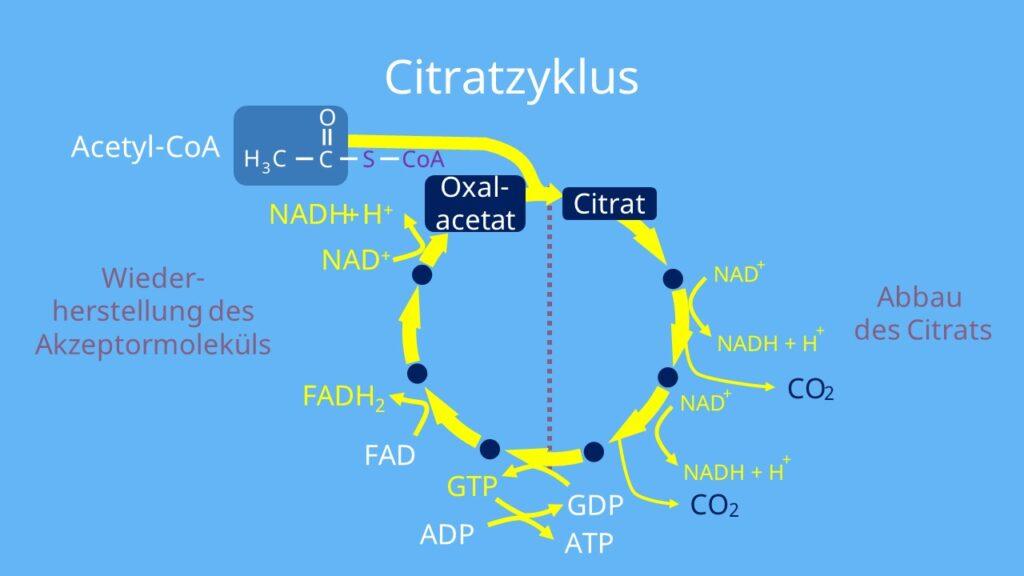 Exploration des mécanismes biologiques de la respiration