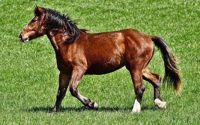 Litinéraire du cheval métallique : une exposition inédite