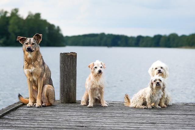 Les conditions de vie ⁤des animaux : Une réalité alarmante à mettre​ en lumière