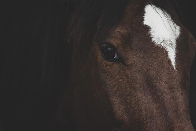 Limportance du cheval dargent des JO dans la promotion du tourisme français