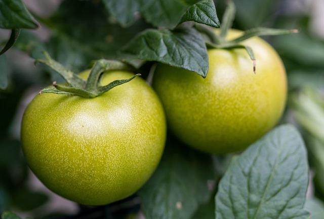 Les enjeux économiques autour de lexportation des tomates cerises