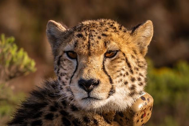 Naissance historique de triplés : un événement rare au zoo de Montpellier