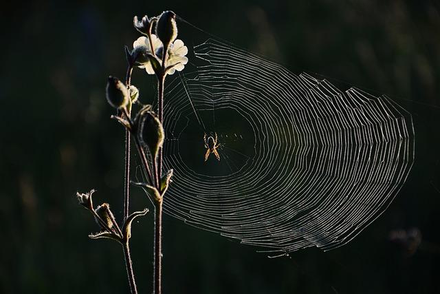 Vers une dynamique collective : construire un réseau d’entraide et de partage