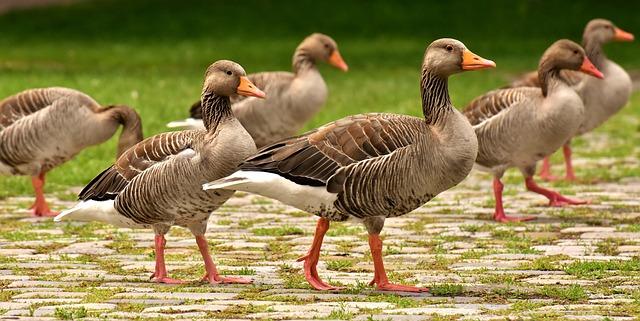 Les chars flamboyants : une parade de créativité et dinnovation