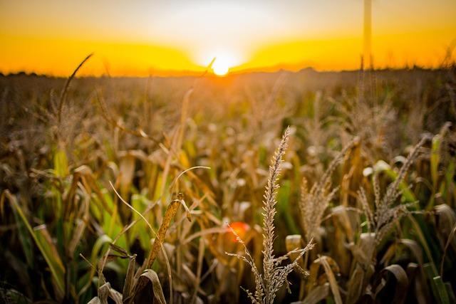 promouvoir la diversité agro-alimentaire au Salon de lAgriculture