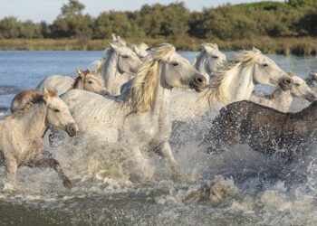 « Les Victoires de la musique », sur France 2 et France Inter : une 40ᵉ édition en quête de variété – Le Monde