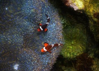 “J’ai l’espoir que la francophonie s’ancre dans une logique business”, Didier Boulogne (Business France) – Usine Digitale