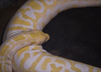 Rixe mortelle à la gare d’Angers : un jeune homme de 22 ans interpellé à Marseille et mis en examen – ici, le média de la vie locale