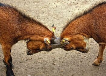 France | Une collision de tramways fait 68 blessés à Strasbourg – La Presse