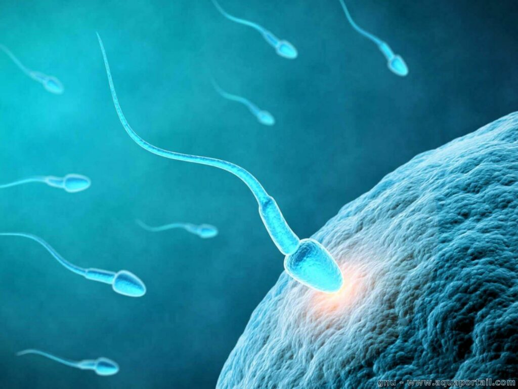 Science : grâce à l’intelligence artificielle, des chercheurs découvrent comment un spermatozoïde et un ovule se connectent – franceinfo