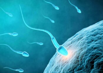 Science : grâce à l’intelligence artificielle, des chercheurs découvrent comment un spermatozoïde et un ovule se connectent – franceinfo Science : grâce à l’intelligence artificielle, des chercheurs découvrent comment un spermatozoïde et un ovule se connectent – franceinfo