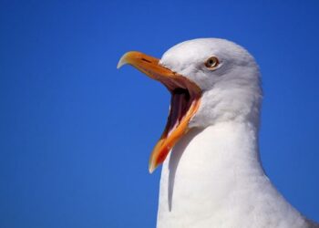 Alpes-Maritimes : record de chaleur à Nice en plein mois de novembre – franceinfo