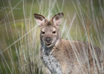 Morbihan : un wallaby en liberté étonne les habitants d’une commune – franceinfo