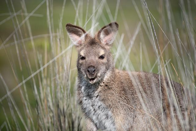 Morbihan : un wallaby en liberté étonne les habitants d’une commune – franceinfo