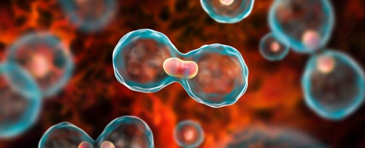 Contre le cancer, le CHU de Nantes intègre l’intelligence artificielle – Ouest-France