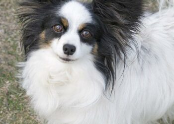 France : quand l’aile de papillon inspire une technologie militaire chez Thales – Sciences et Avenir France : quand l’aile de papillon inspire une technologie militaire chez Thales – Sciences et Avenir