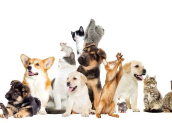 Animaux de compagnie : les Français en sont fous, le business en plein essor – franceinfo